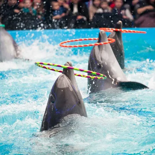 Переход к Dubai Dolphinarium