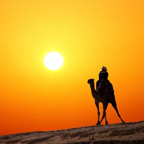 التنقل إلى Authentic Dubai Camel Trek at Dawn | Intimate Desert Sunrise Experience