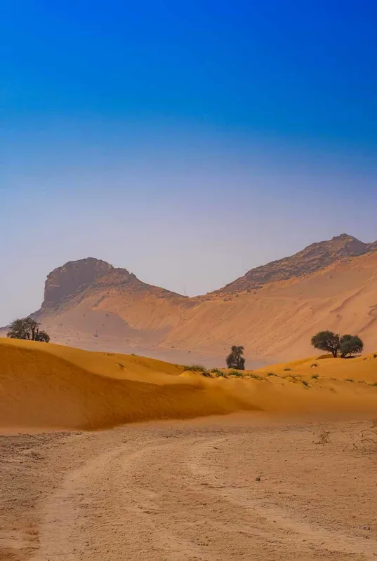 Mleiha Desert Discovery | Fossil Rock & Camel Rock Safari