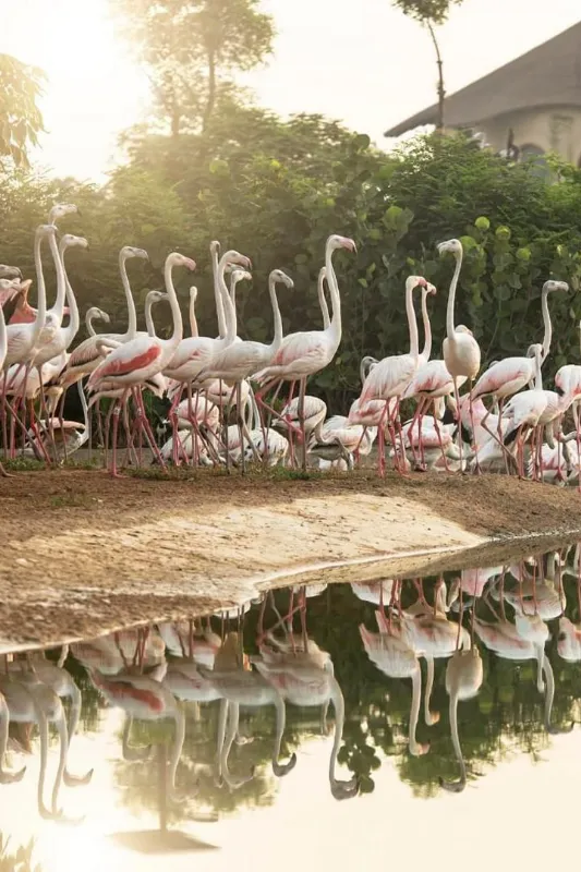 Dubai Safari Park