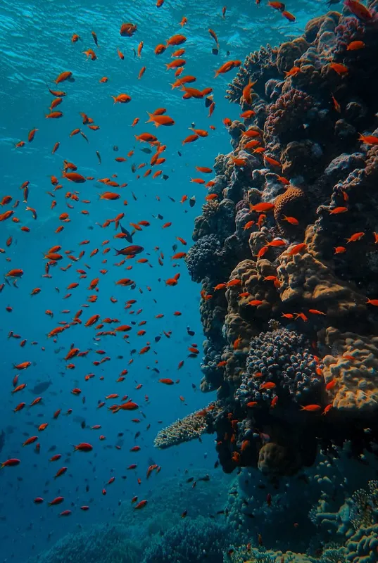 Snorkeling at Fujairah