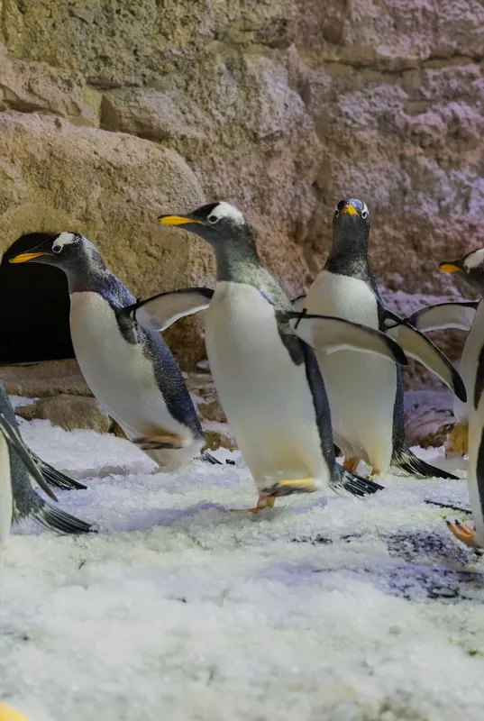 Dubai Aquarium Penguin Cove