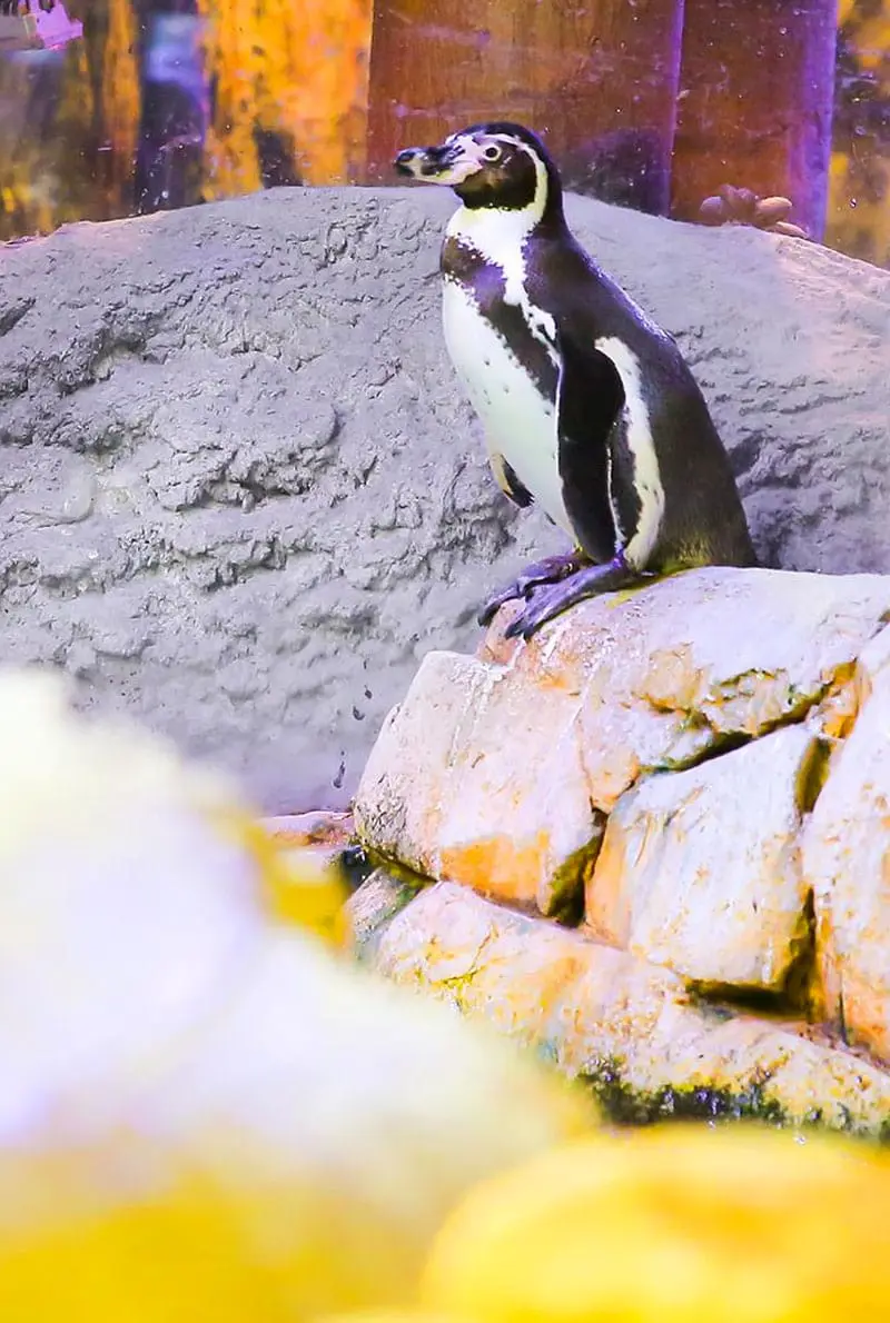 Dubai Aquarium Penguin Cove