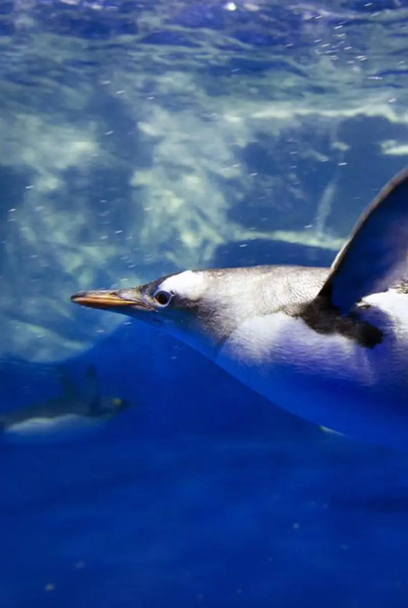 Dubai Aquarium Penguin Cove