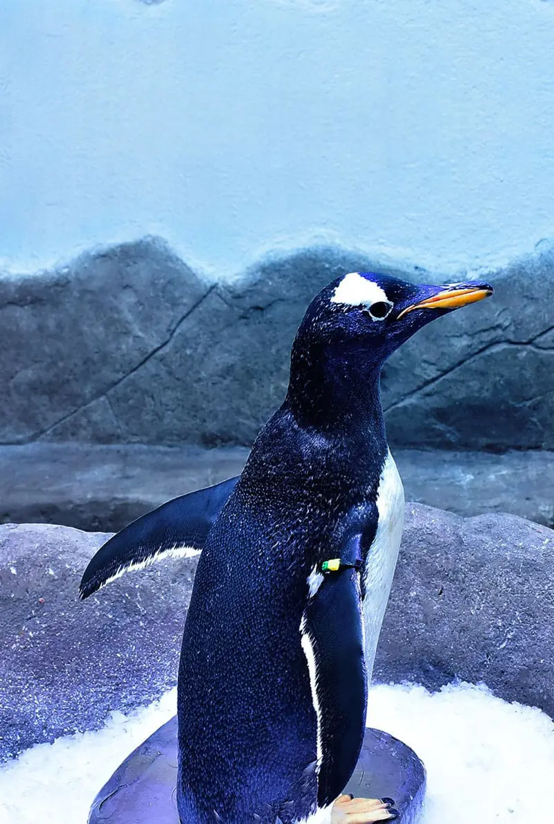 Dubai Aquarium Penguin Cove