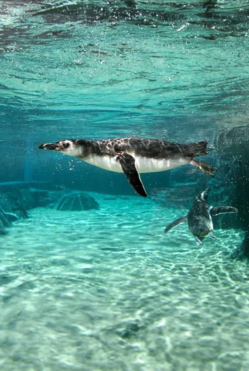 Dubai Aquarium Penguin Cove