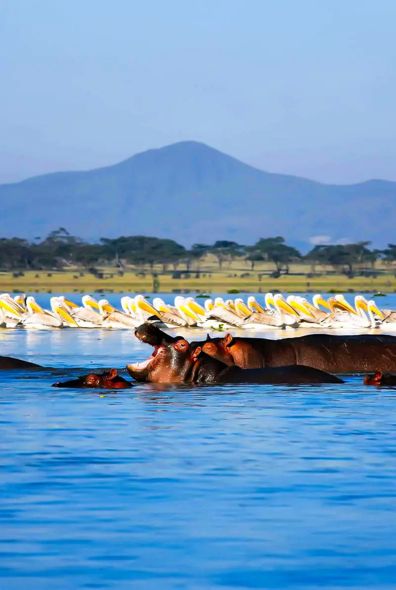 5-Day Kenya Safari: Wildlife & Nature