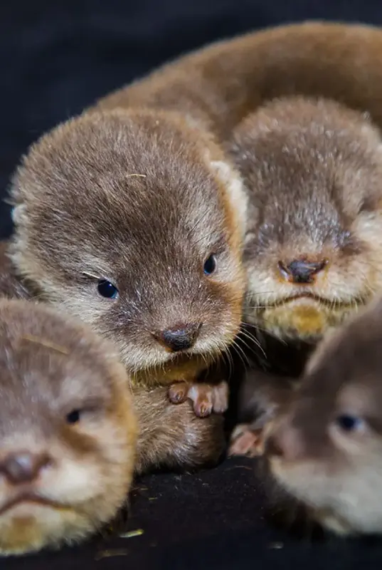 Dubai Aquarium Otter Encounter