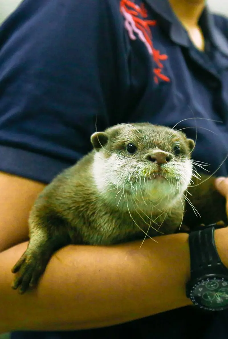 Dubai Aquarium Otter Encounter