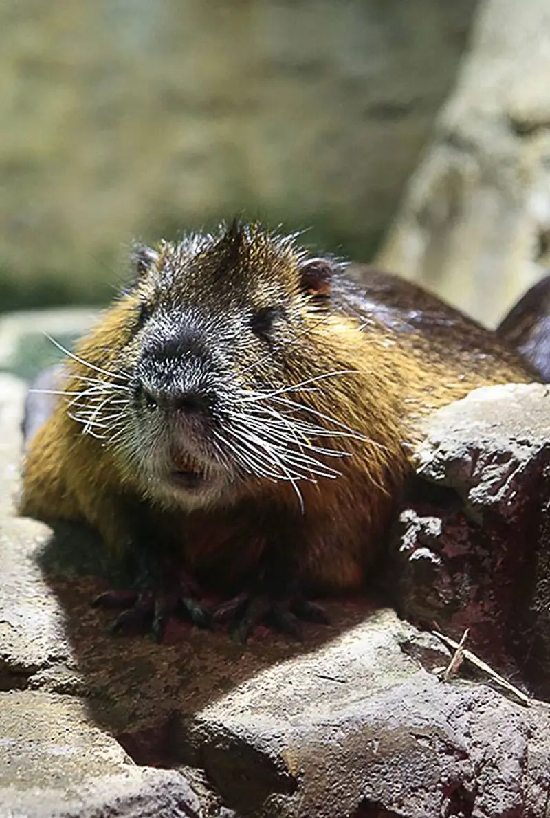 Dubai Aquarium Otter Encounter
