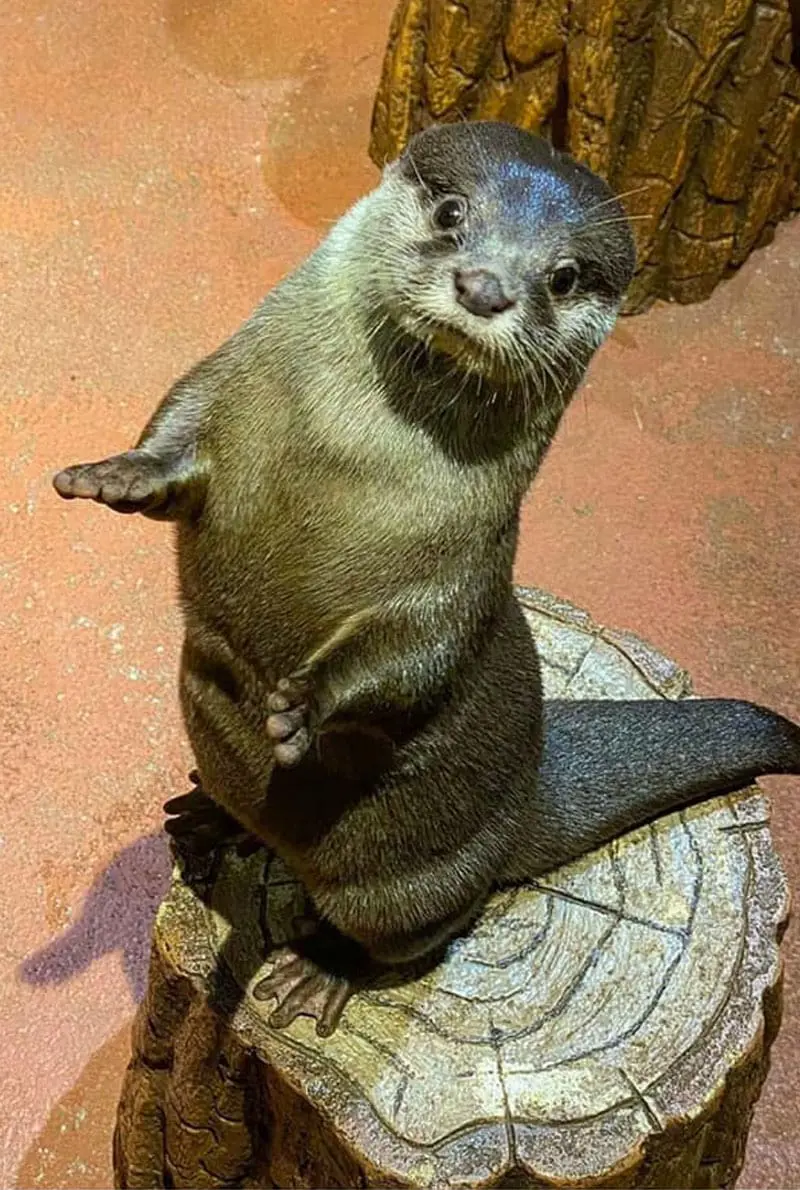 Dubai Aquarium Otter Encounter