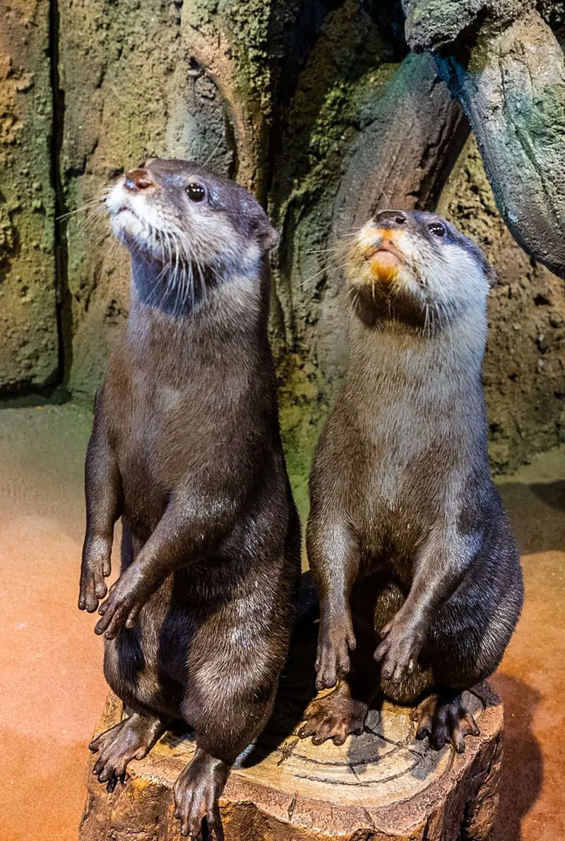 Dubai Aquarium Otter Encounter