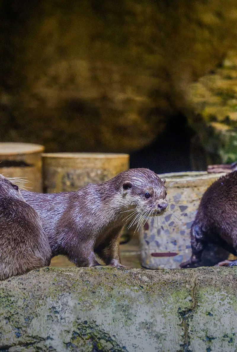Dubai Aquarium Otter Encounter
