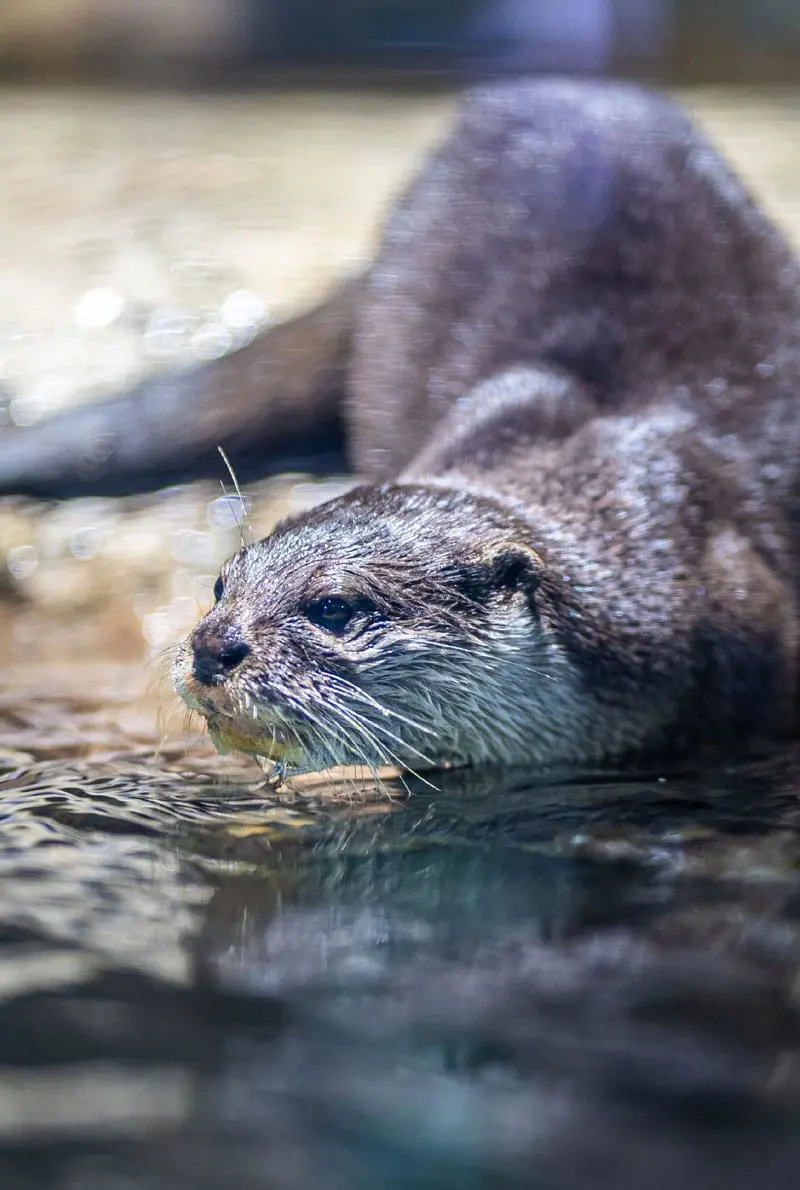 Dubai Aquarium Otter Encounter