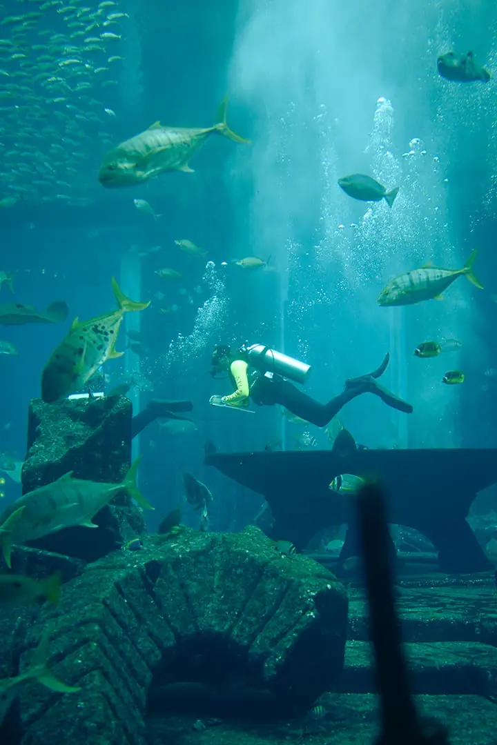 The Lost Chamber Aquarium