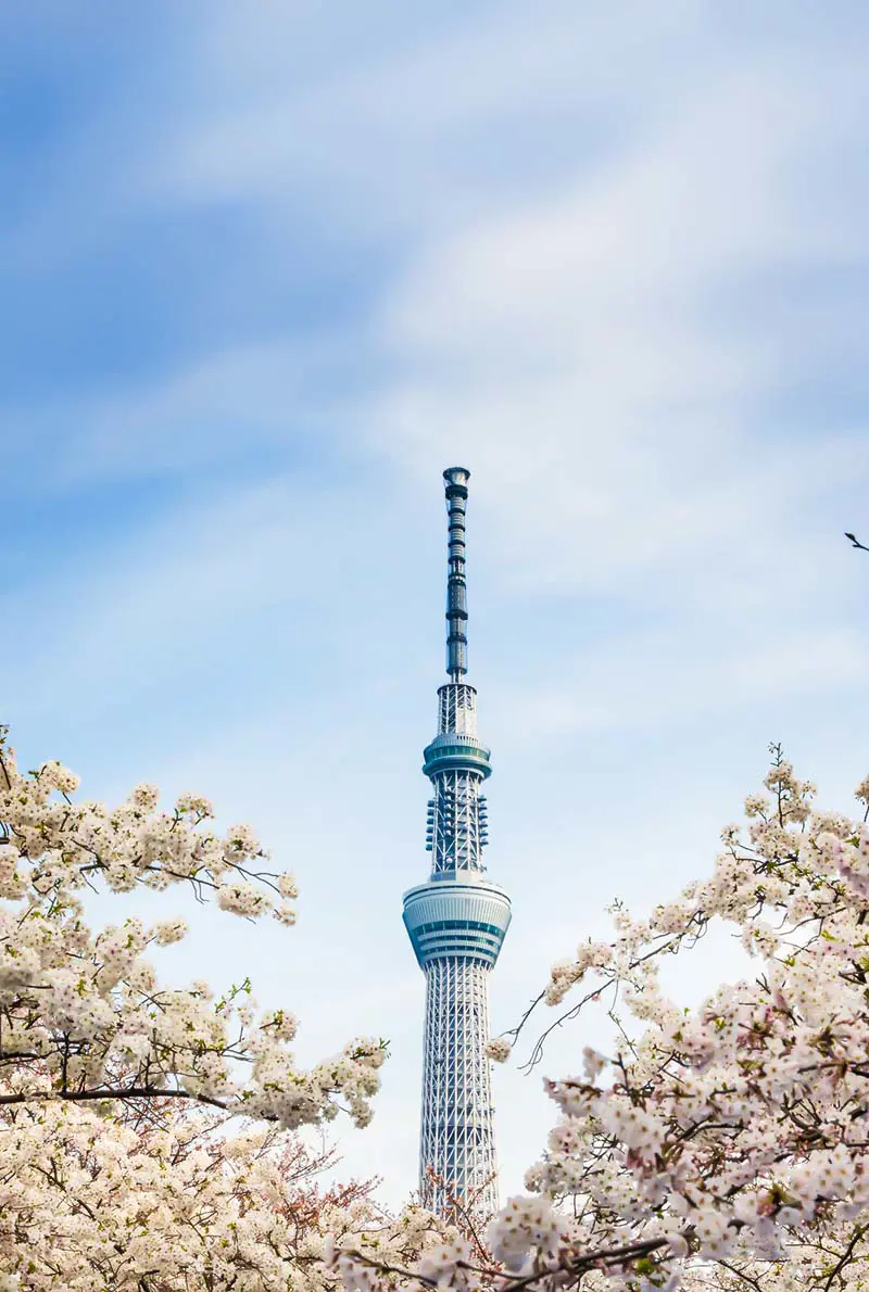 2025 Japan Cherry Blossom Tour: 9 Days of Sakura Splendor in Tokyo, Hiroshima & Osaka