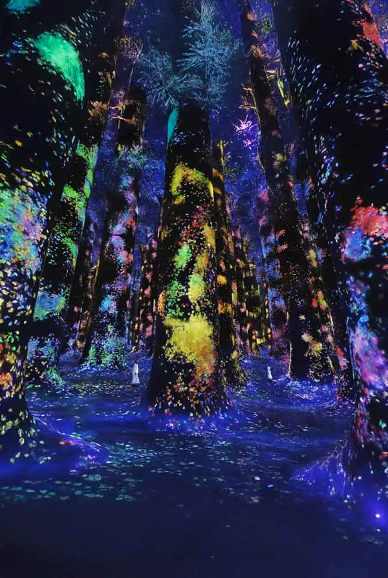 teamLab Phenomena Abu Dhabi: Digital Art That Responds to You