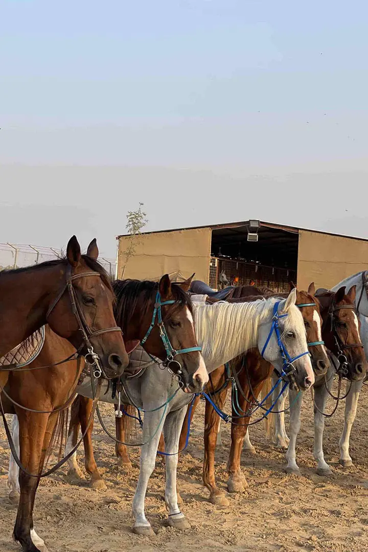 Al Madam 2 Stables , Horse Riding UAE
