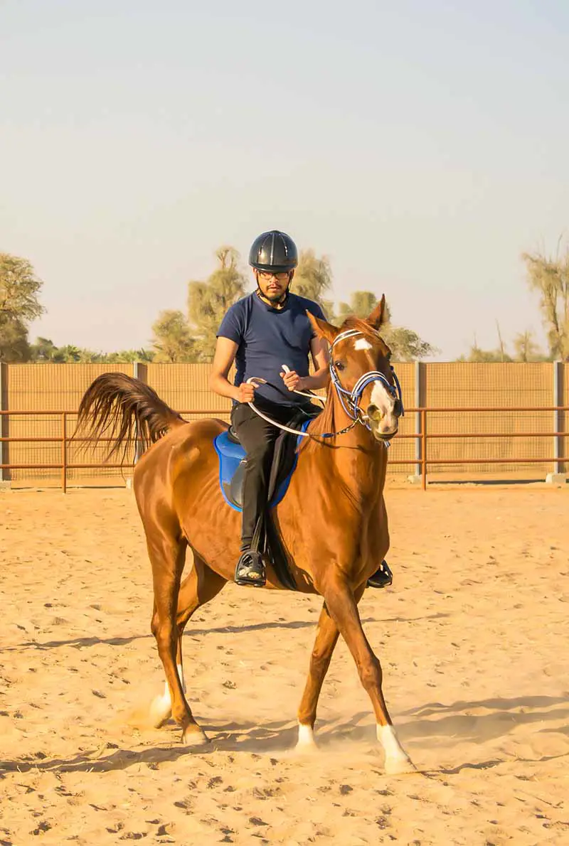 Mleiha Equestrian Adventures