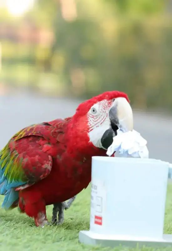 Creek Park Exotic Bird Show