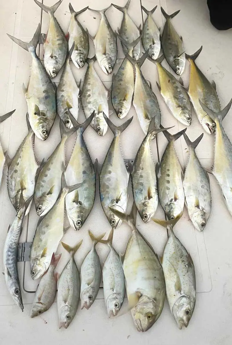 Ocealics Fishing Trips Yacht