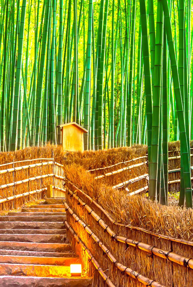 2025 Japan Cherry Blossom Group Tour: 8 Days of Culture, History & Natural Beauty