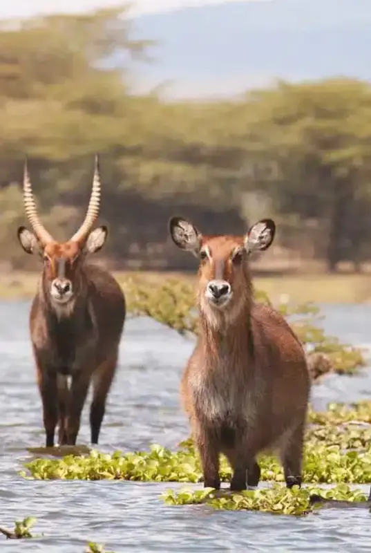 4 Nights in Kenya