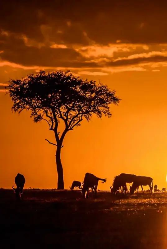 4 Nights in Kenya