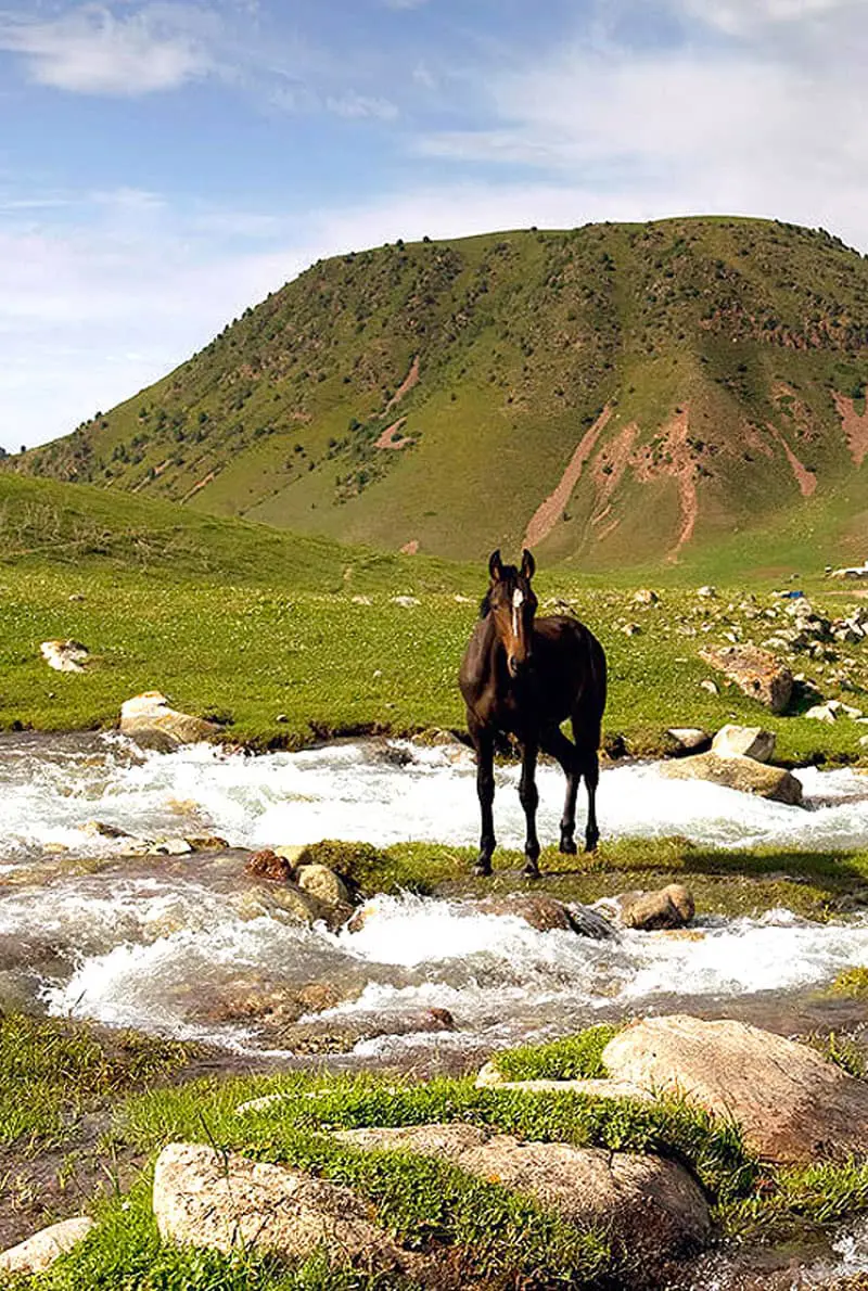 A horse in the middle of a hill and spring in kyrgystan and a